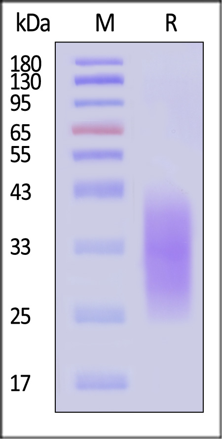 A30L (MPXV) SDS-PAGE