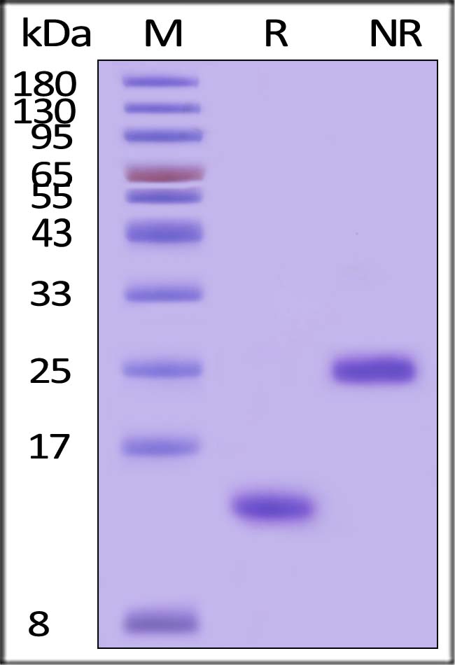 Activin A SDS-PAGE