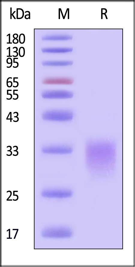 Activin RIIA SDS-PAGE