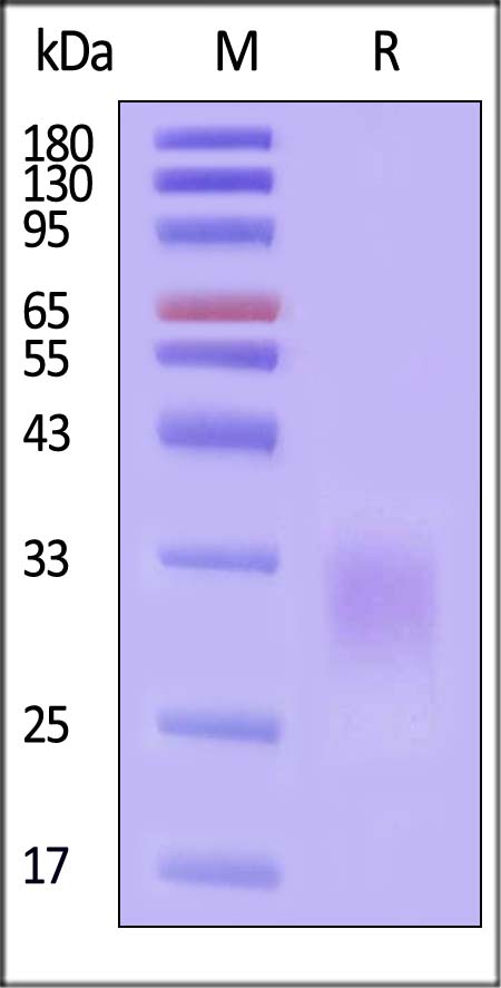 Activin RIIB SDS-PAGE
