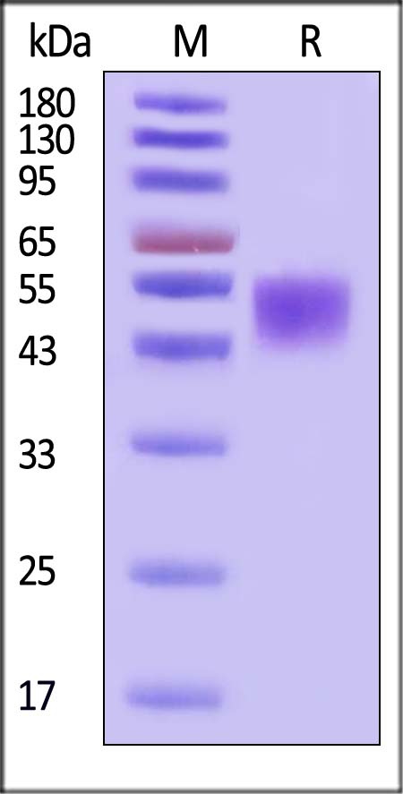 ALK-7 SDS-PAGE