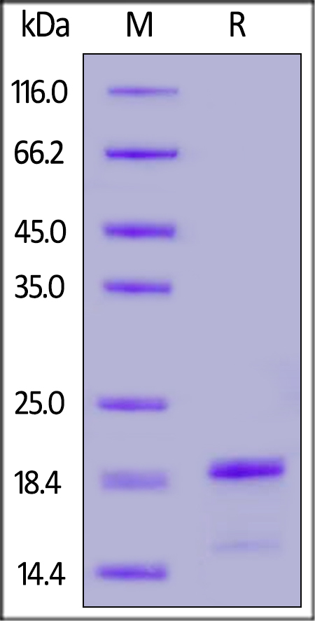 Alpha-Synuclein SDS-PAGE