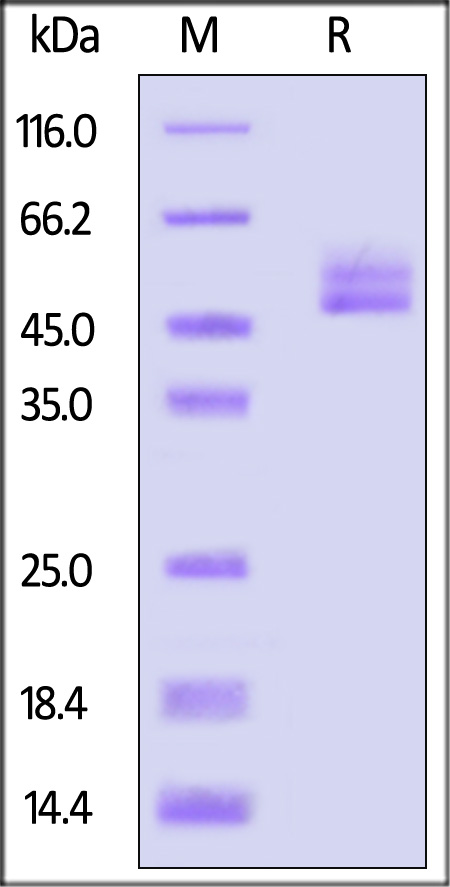 Alpha-Synuclein SDS-PAGE
