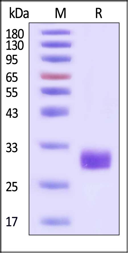 Angiopoietin-2 SDS-PAGE