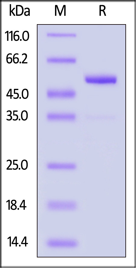 Annexin A5 SDS-PAGE