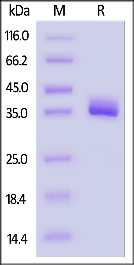 Apolipoprotein E SDS-PAGE