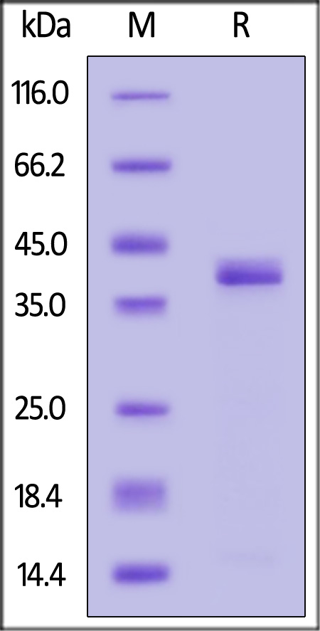 Apolipoprotein E SDS-PAGE