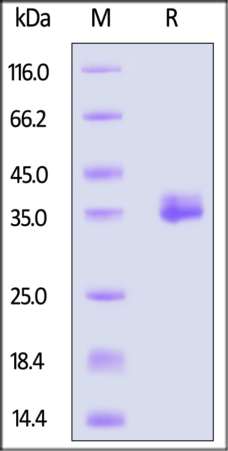 Apolipoprotein E SDS-PAGE