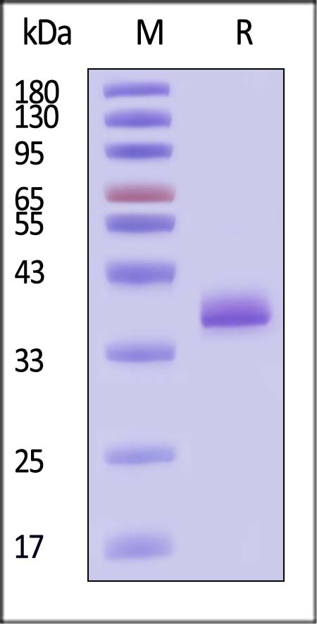 Apolipoprotein E SDS-PAGE