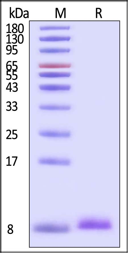 APP SDS-PAGE