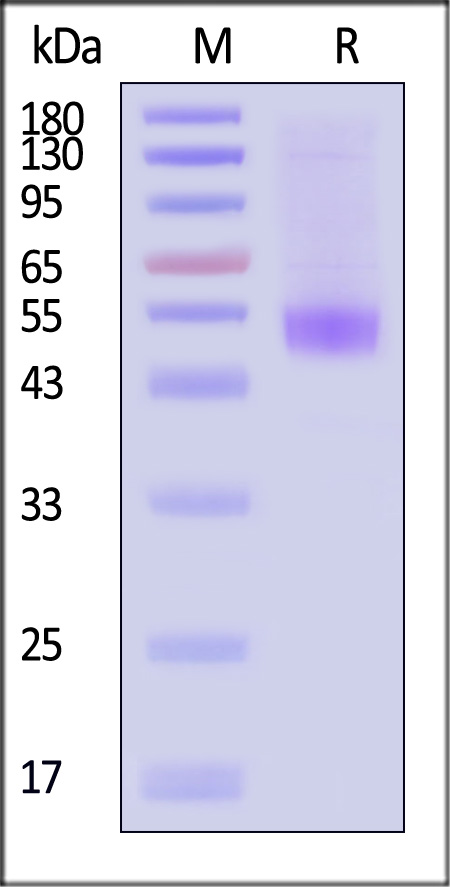 B18R (Vaccinia Virus) SDS-PAGE