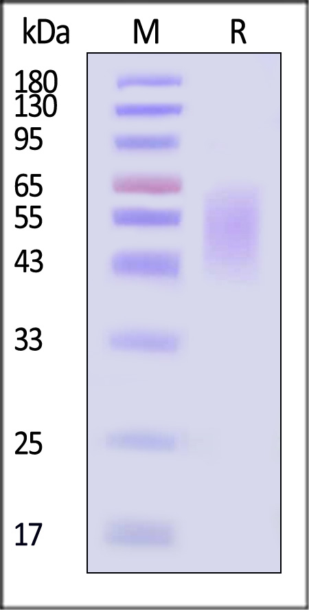 B7-H2 SDS-PAGE