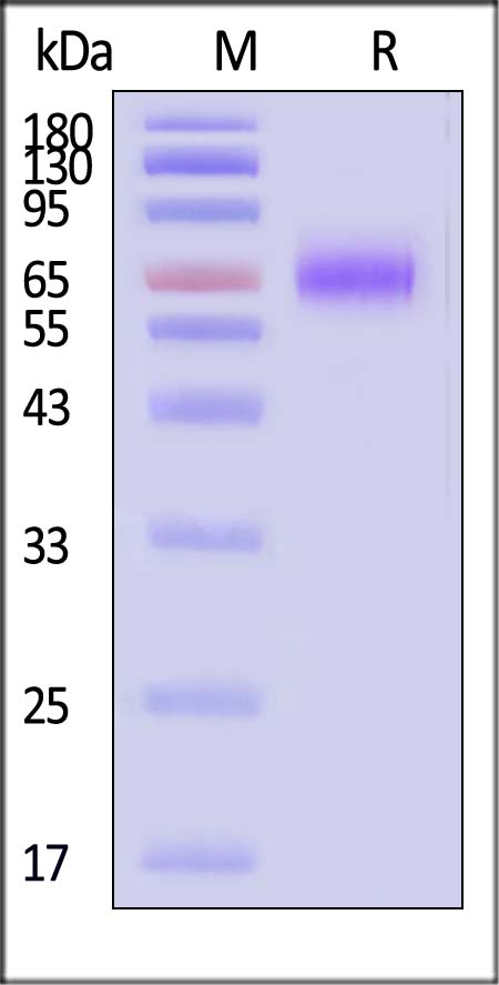 B7-H3 (4Ig) SDS-PAGE