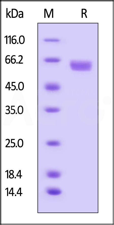 B7-H3 (2Ig) SDS-PAGE