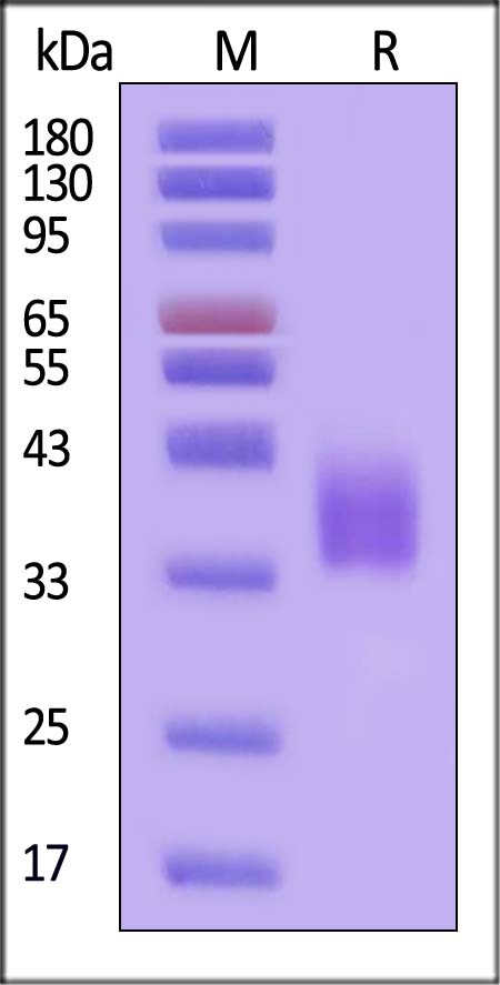 B7-H3 SDS-PAGE