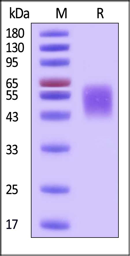 B7-H4 SDS-PAGE