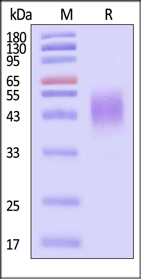 B7-H4 SDS-PAGE