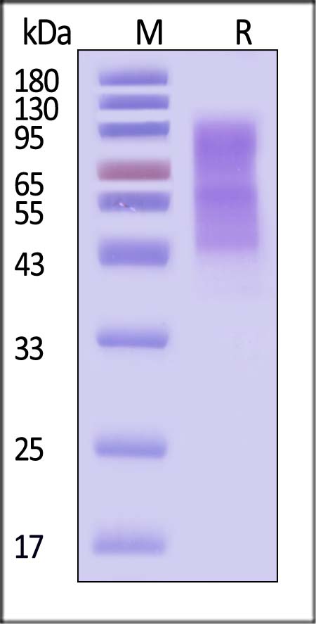 B7-H4 SDS-PAGE
