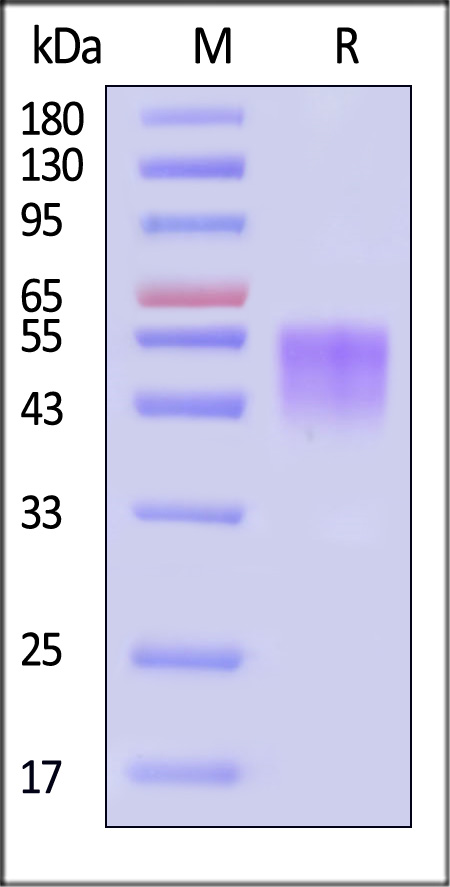 B7-H4 SDS-PAGE