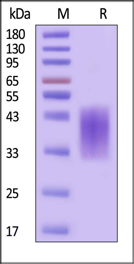 B7-H5 SDS-PAGE