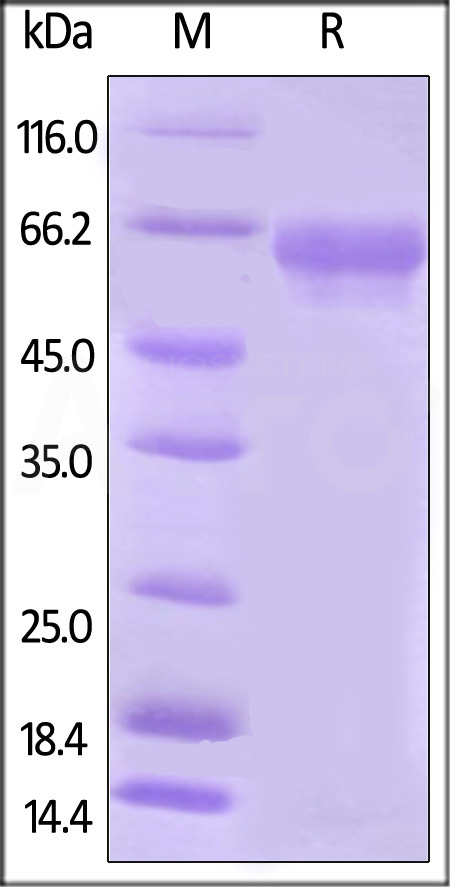 B7-H5 SDS-PAGE