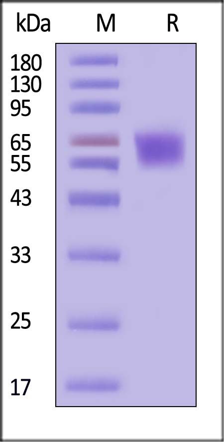 B7-H7 SDS-PAGE