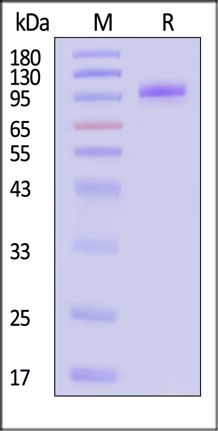 B7-H7 SDS-PAGE