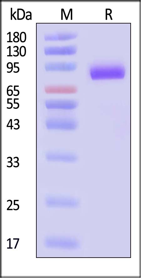 BCAM SDS-PAGE