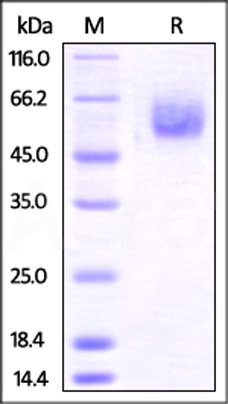 BTLA SDS-PAGE