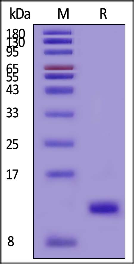 Complement C5a SDS-PAGE