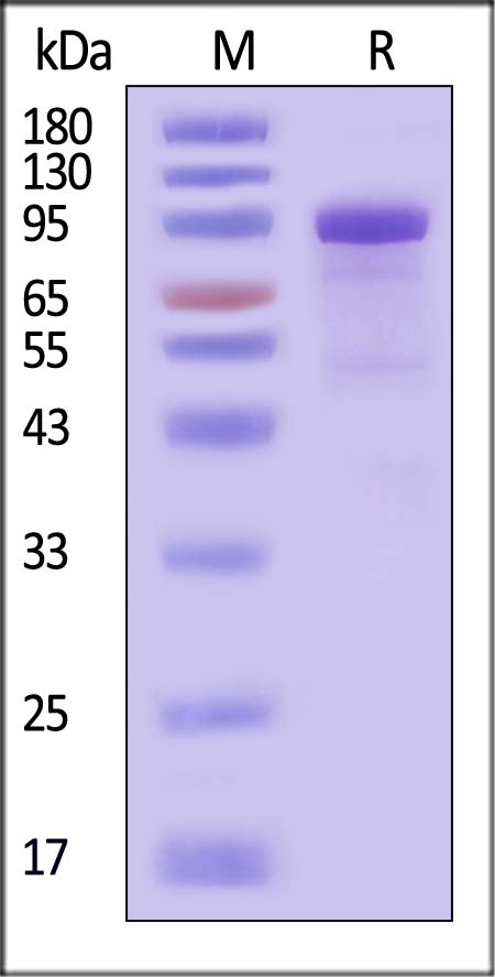 Cadherin-6 SDS-PAGE