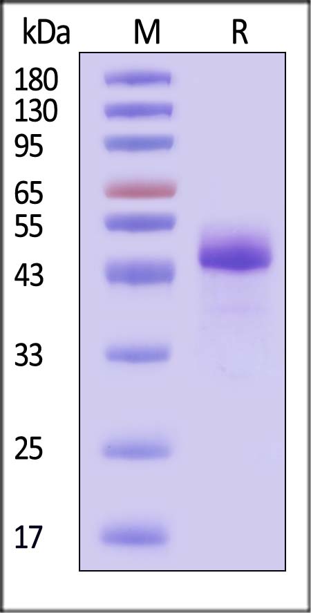 Cadherin-6 SDS-PAGE