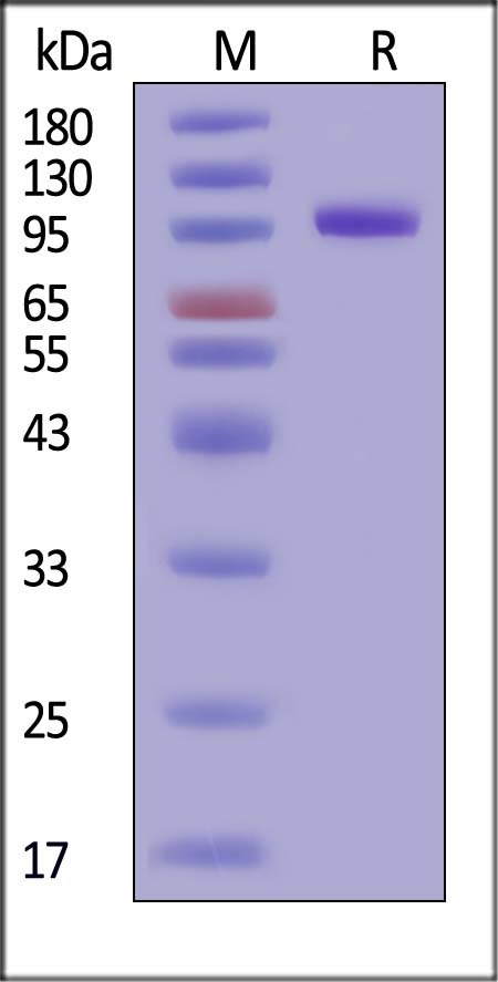 Cadherin-6 SDS-PAGE