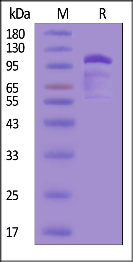 Cadherin-6 SDS-PAGE