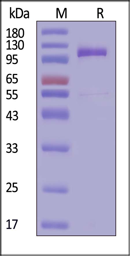 Cadherin-16 SDS-PAGE