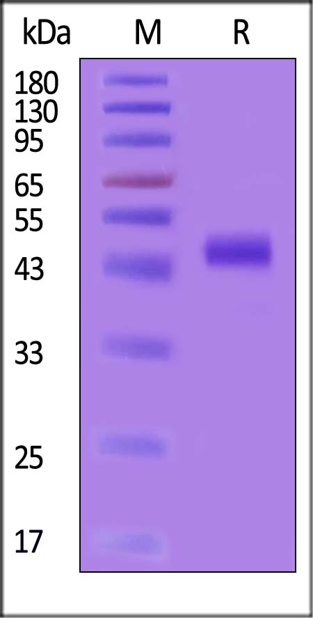 Cadherin-17 SDS-PAGE