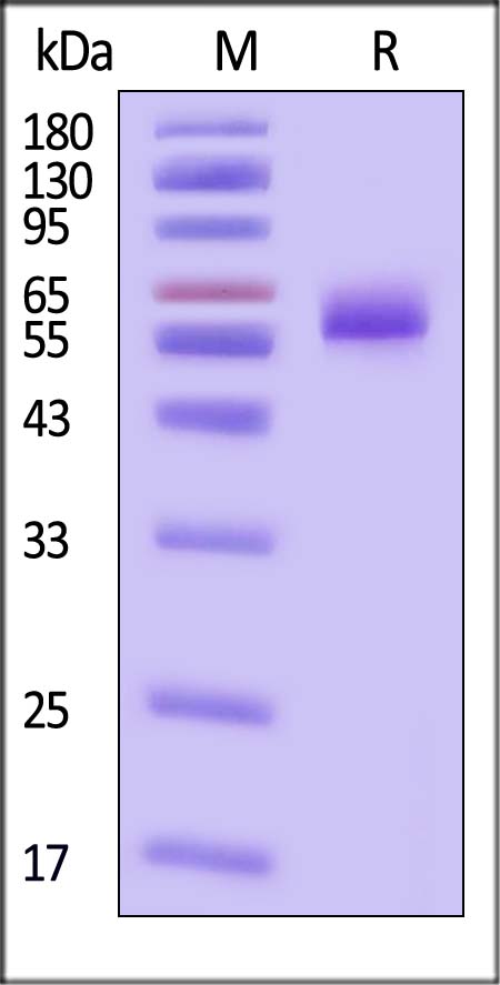 Cadherin-17 SDS-PAGE