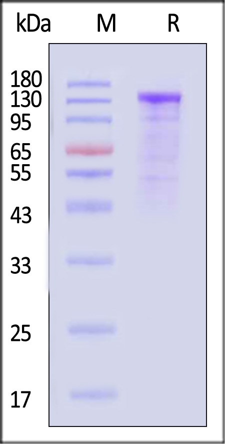 Cadherin-17 SDS-PAGE