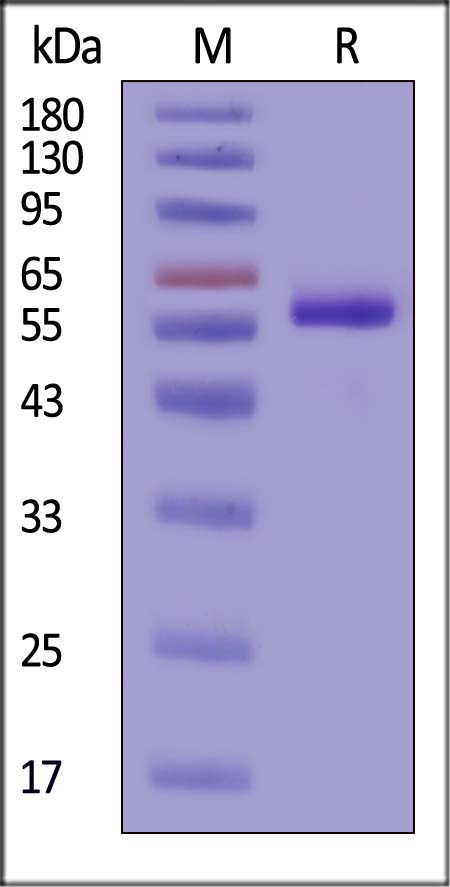 Cathepsin A SDS-PAGE