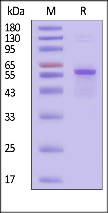 Catalase SDS-PAGE