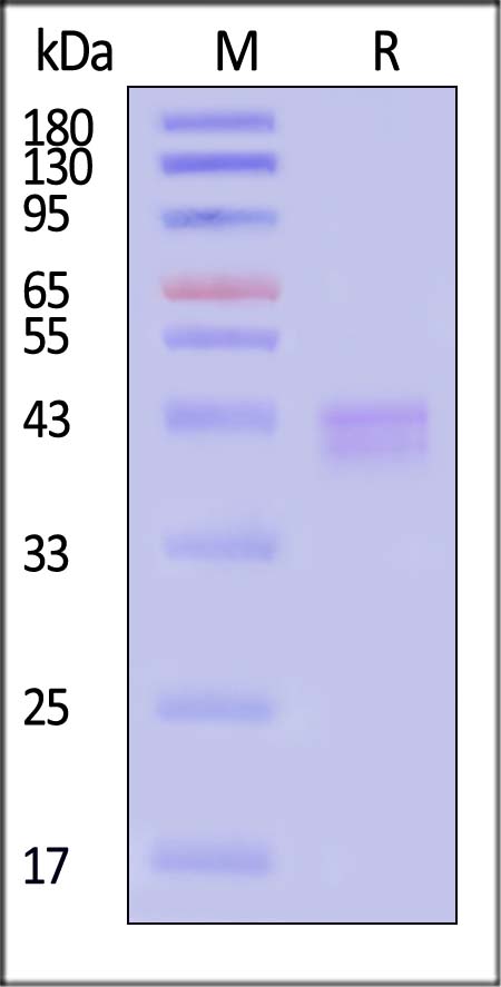 Cathepsin V SDS-PAGE