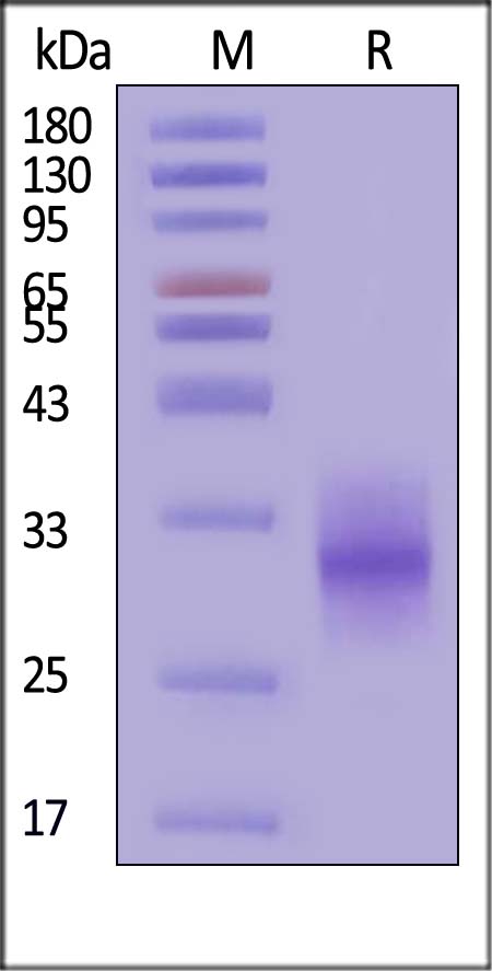 CD40 SDS-PAGE