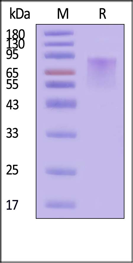 CD30 SDS-PAGE
