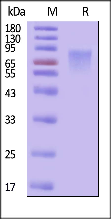 CD30 SDS-PAGE