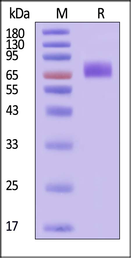 CD30 SDS-PAGE