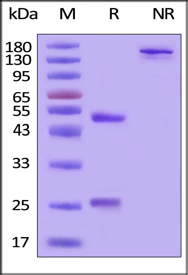 CD52 SDS-PAGE