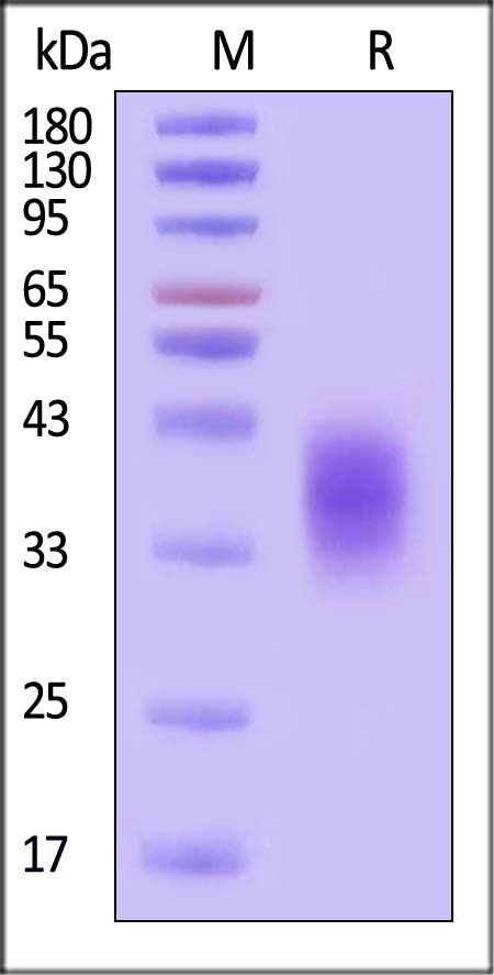 CD2 SDS-PAGE