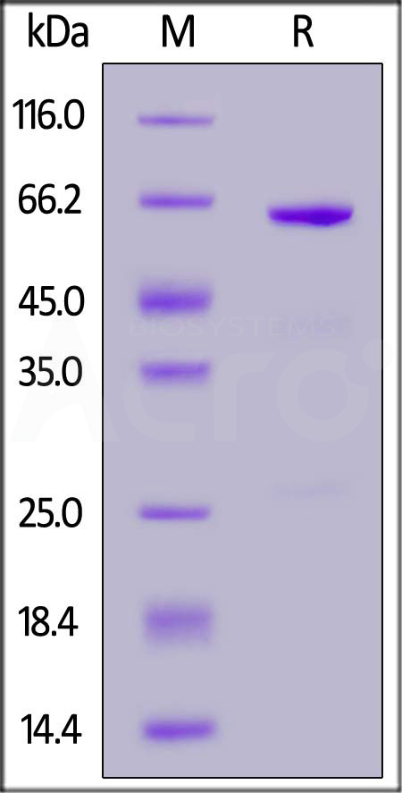 CD73 SDS-PAGE