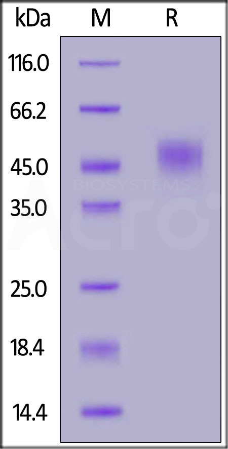 CD24 SDS-PAGE