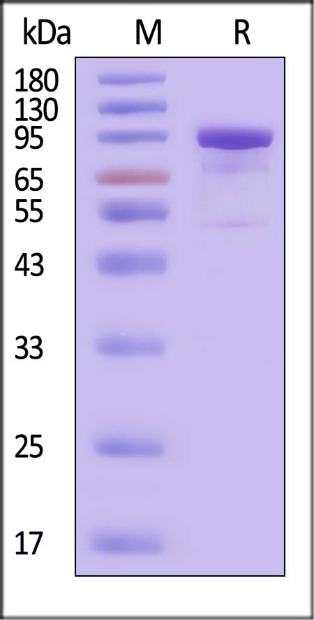 CD164 SDS-PAGE